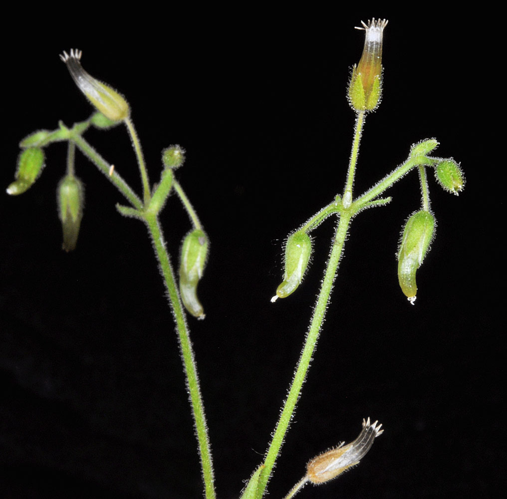 Flora of Eastern Washington Image: Cerastium brachypodum