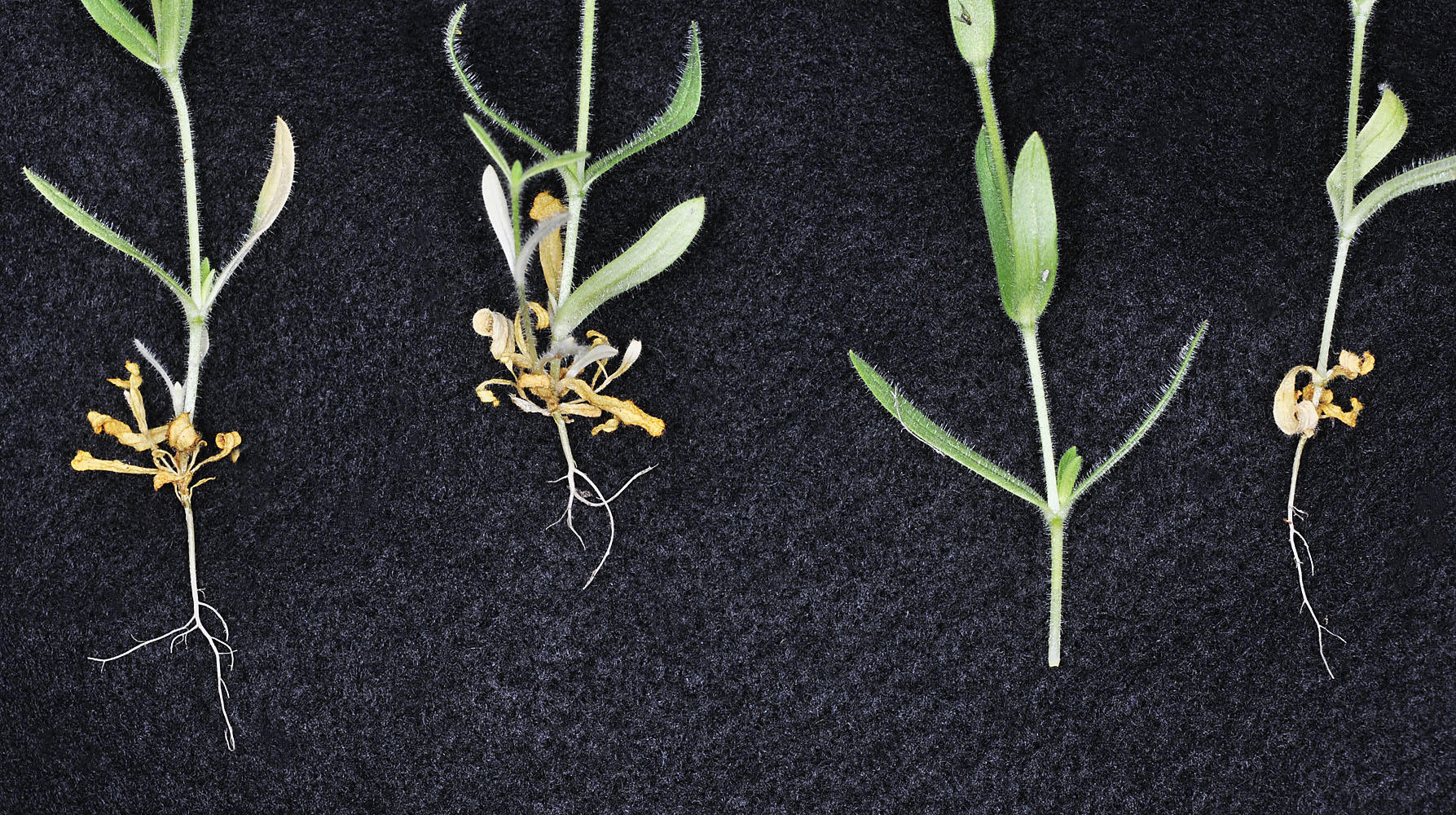 Flora of Eastern Washington Image: Cerastium brachypodum