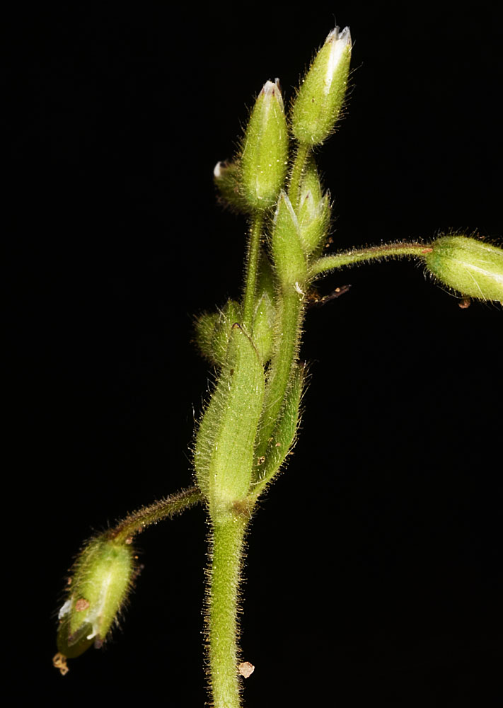 Flora of Eastern Washington Image: Cerastium fontanum