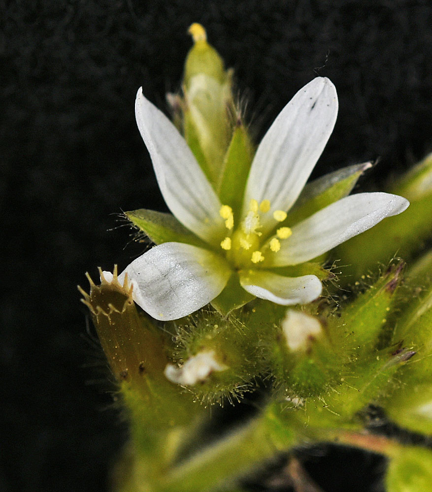 Flora of Eastern Washington Image: Cerastium glomeratum