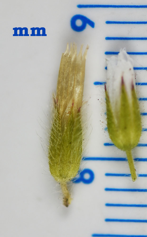Flora of Eastern Washington Image: Cerastium glomeratum