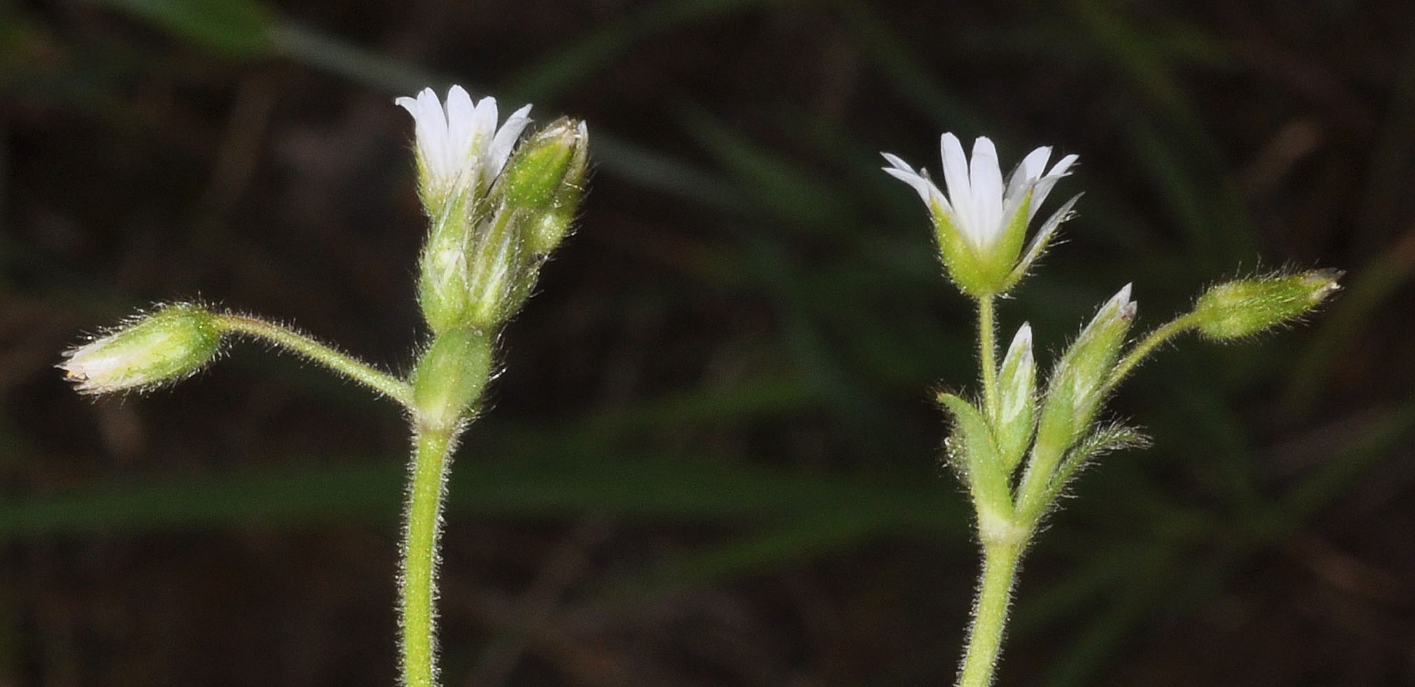 Flora of Eastern Washington Image: Cerastium nutans
