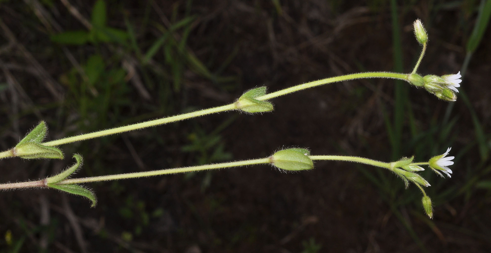 Flora of Eastern Washington Image: Cerastium nutans