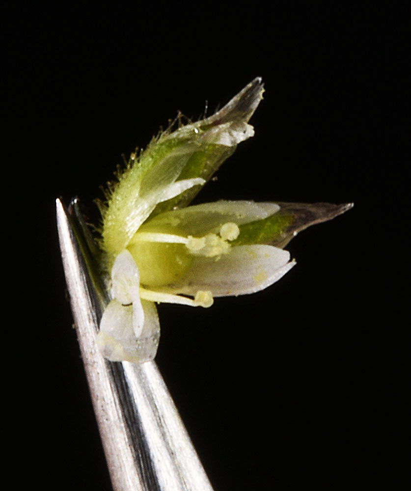 Flora of Eastern Washington Image: Cerastium semidecandrum