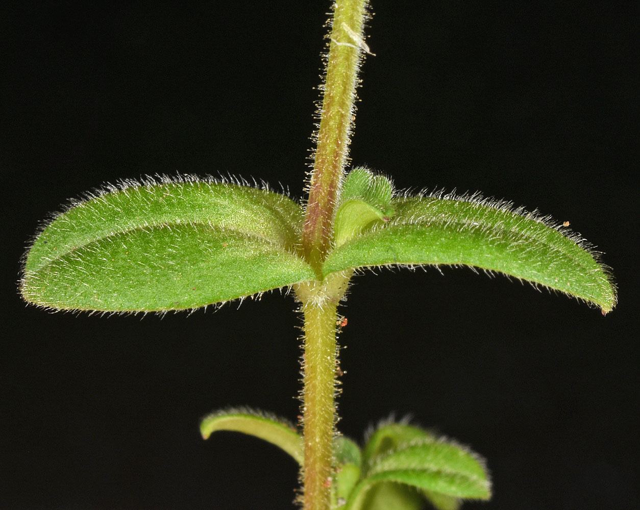 Flora of Eastern Washington Image: Cerastium semidecandrum