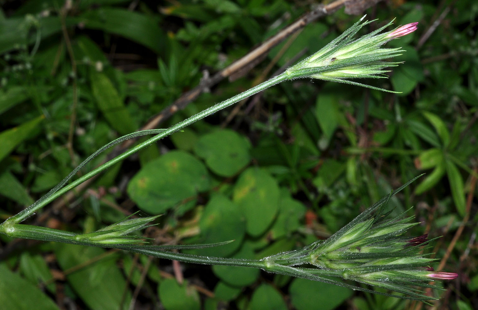 Flora of Eastern Washington Image: Dianthus armeria