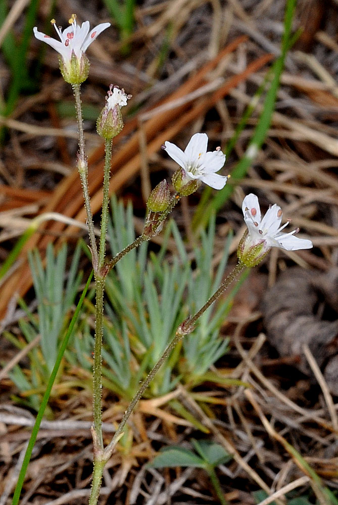 Flora of Eastern Washington Image: Eremogone aculeata