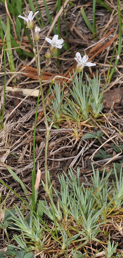 Flora of Eastern Washington Image: Eremogone aculeata