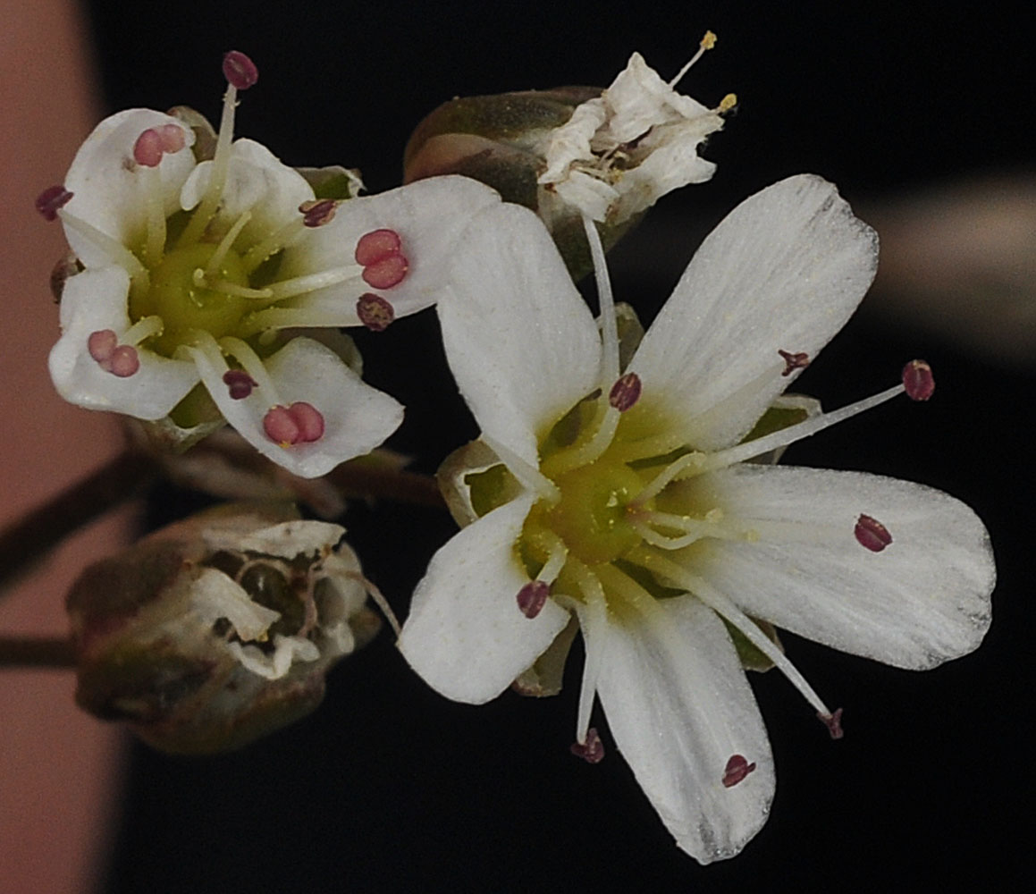 Flora of Eastern Washington Image: Eremogone capillaris