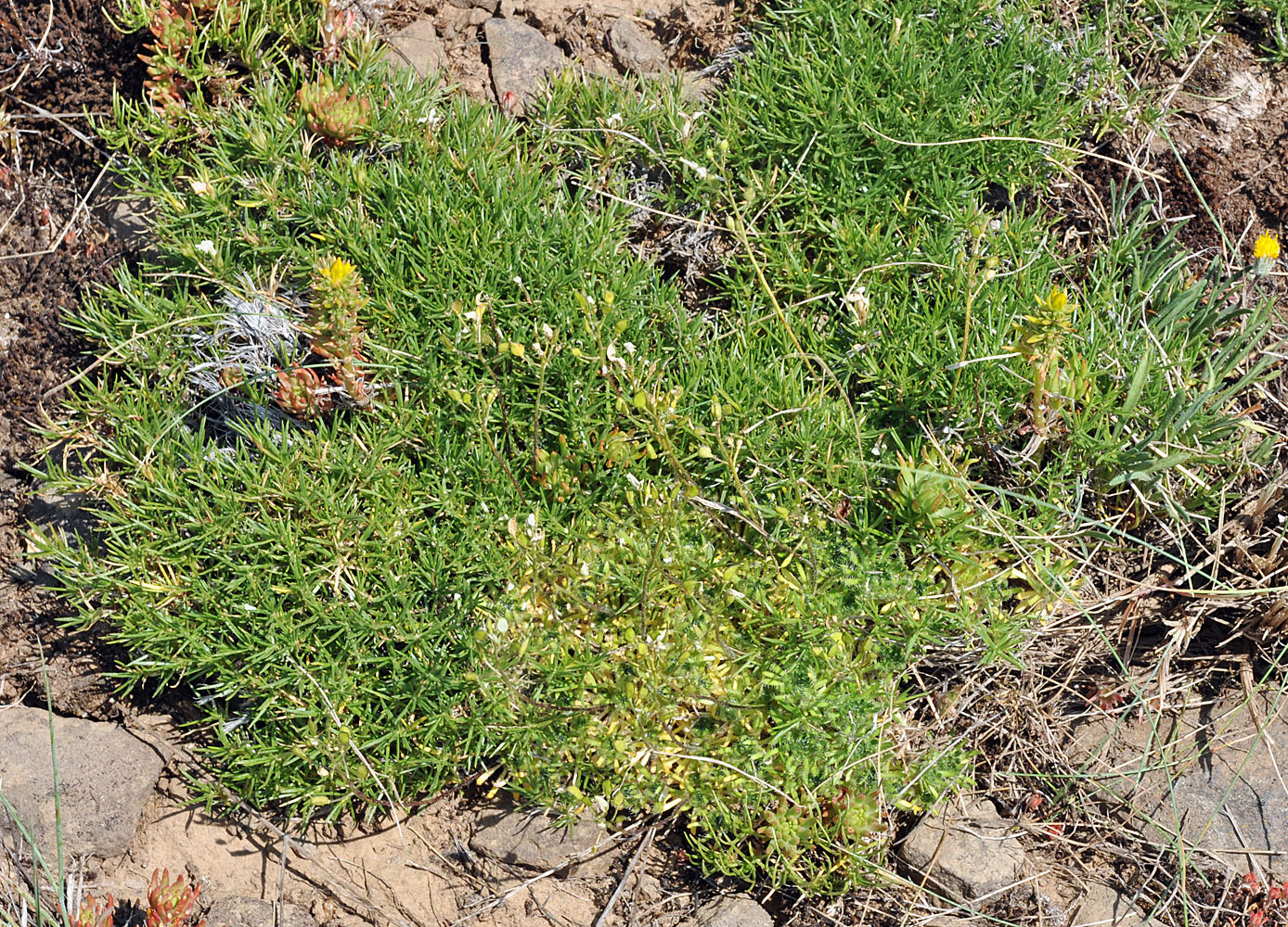 Flora of Eastern Washington Image: Eremogone capillaris
