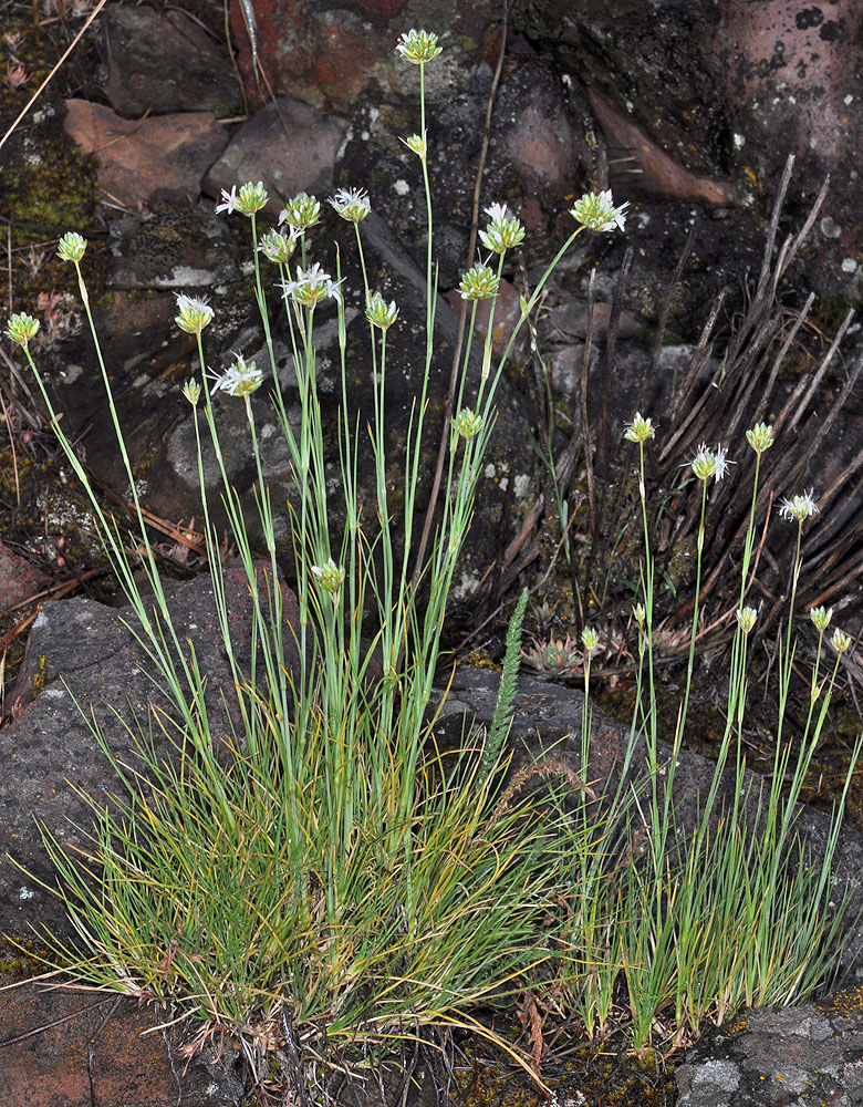 Flora of Eastern Washington Image: Eremogone congesta