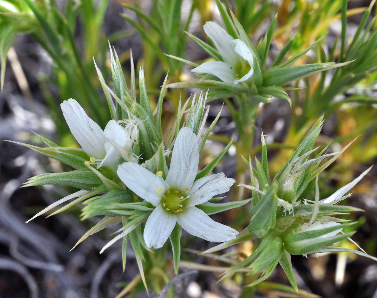 Flora of Eastern Washington Image: Eremogone franklinii
