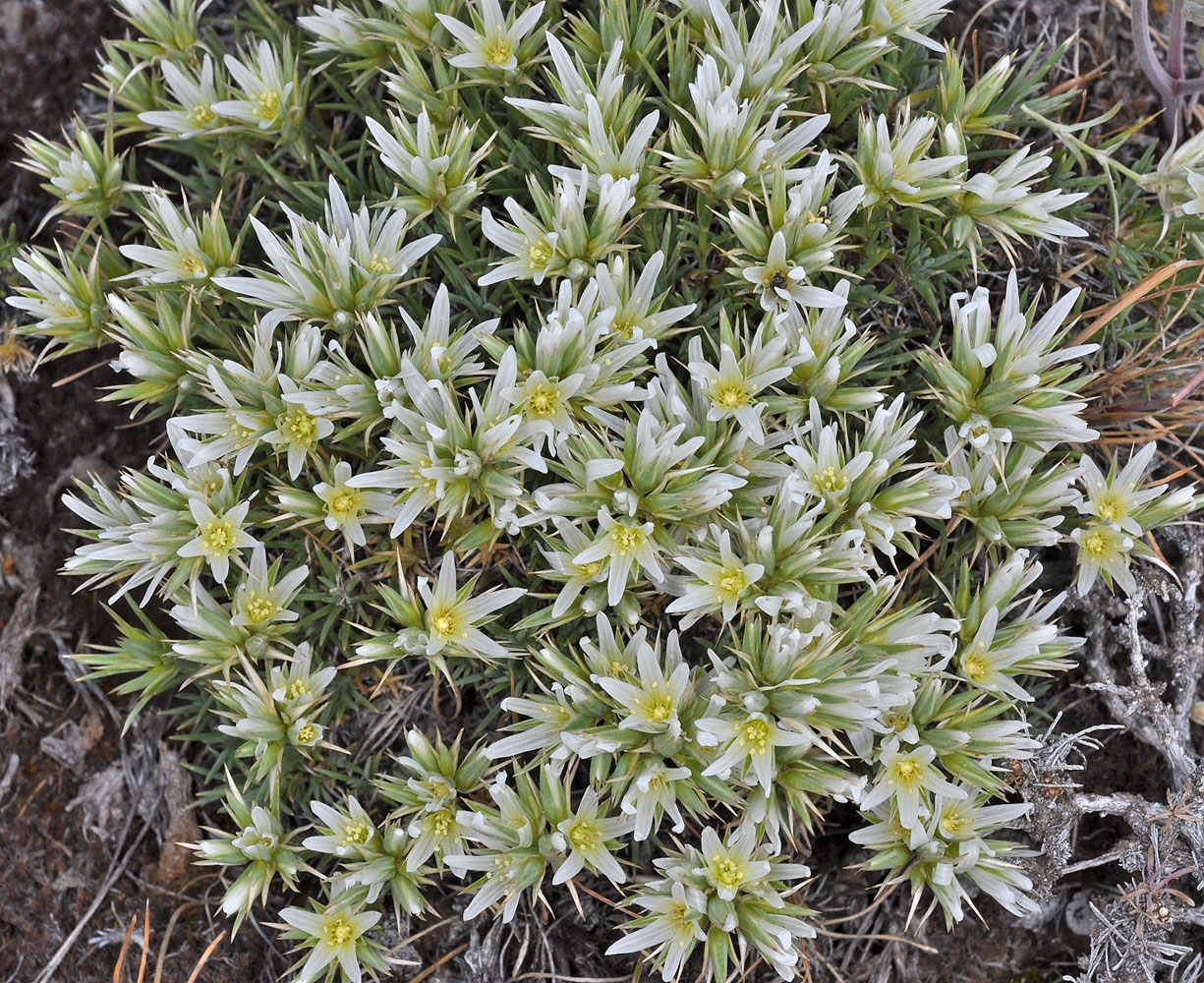 Flora of Eastern Washington Image: Eremogone franklinii