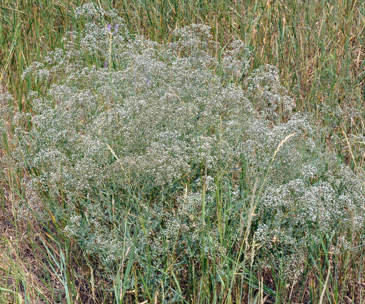 Flora of Eastern Washington Image: Gypsophila paniculata