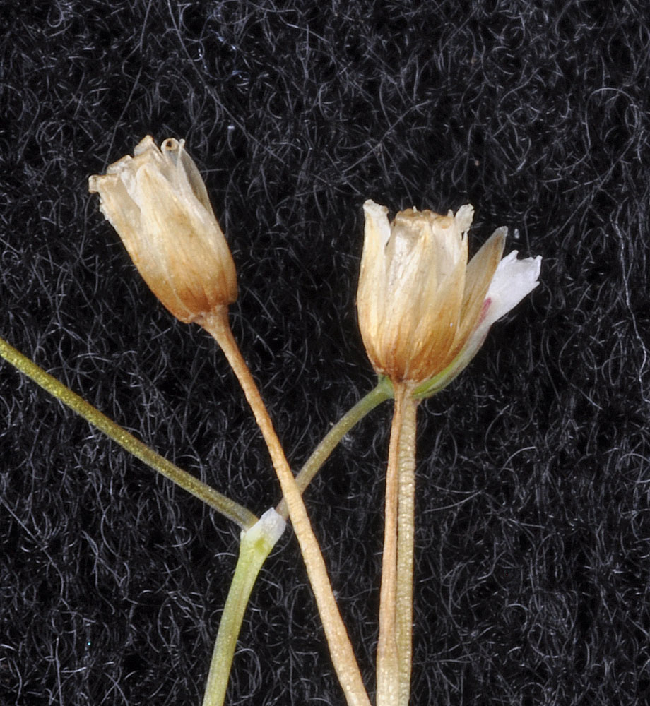 Flora of Eastern Washington Image: Holosteum umbellatum