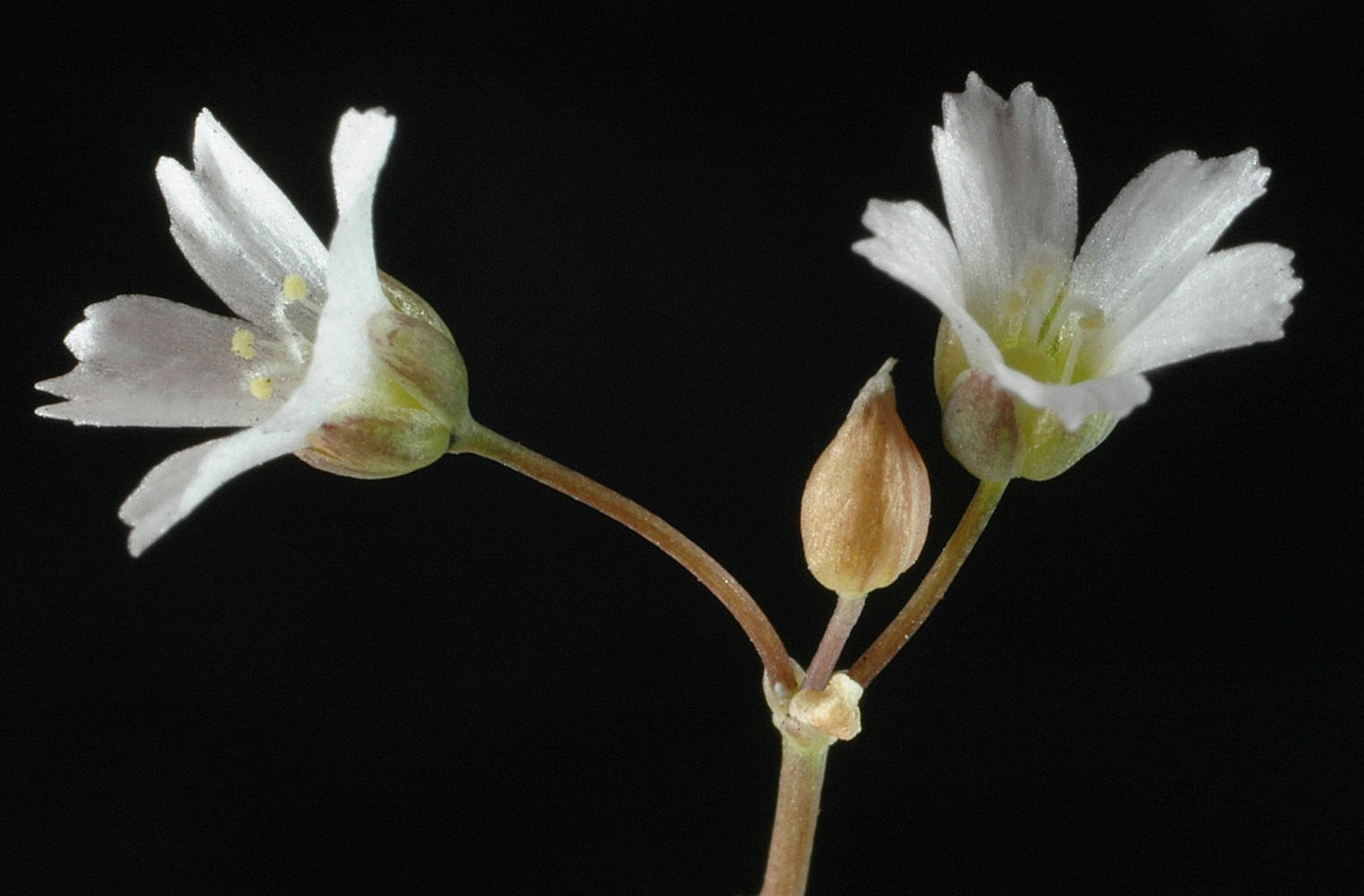 Flora of Eastern Washington Image: Holosteum umbellatum
