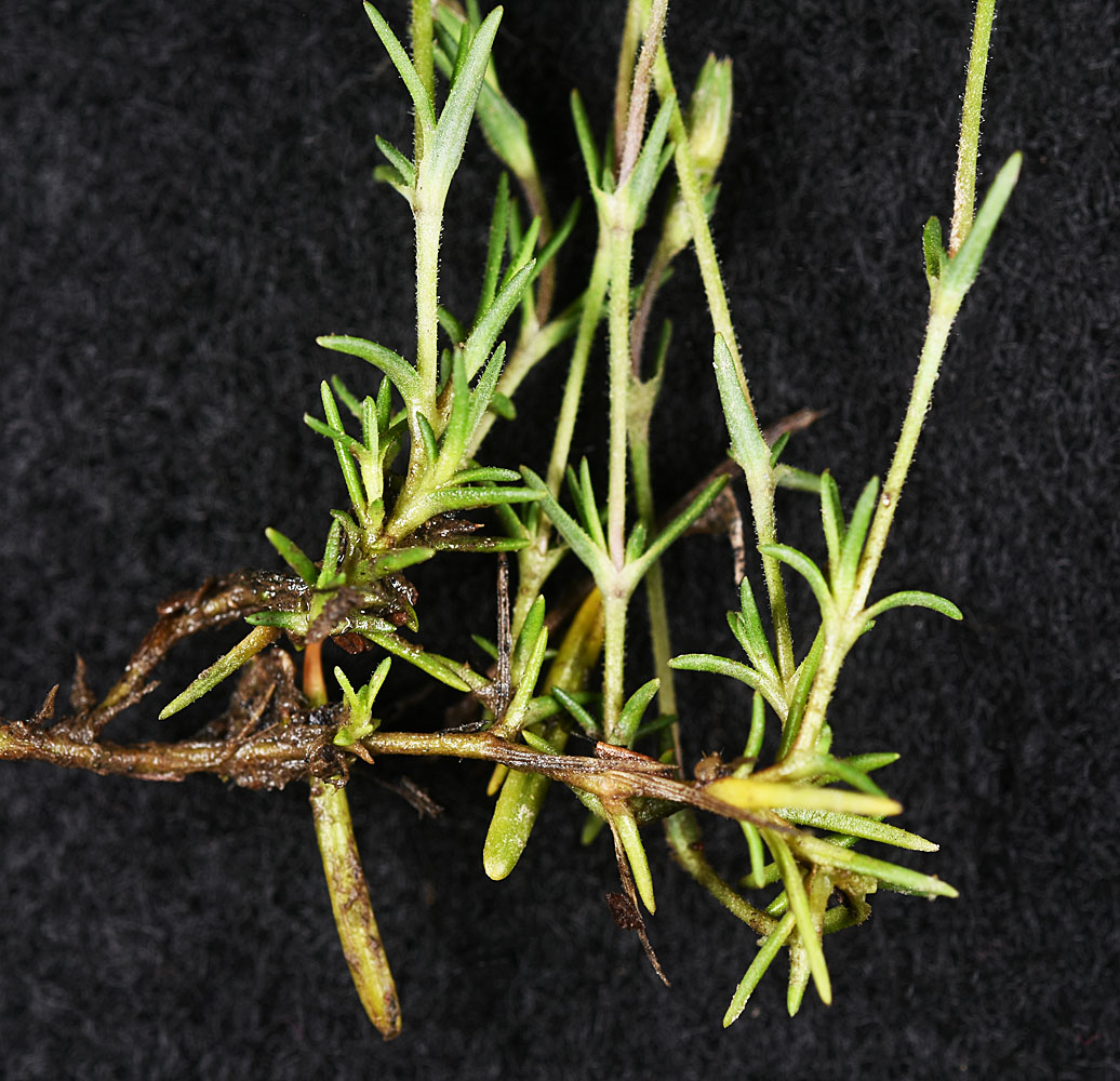 Flora of Eastern Washington Image: Sabulina nuttallii