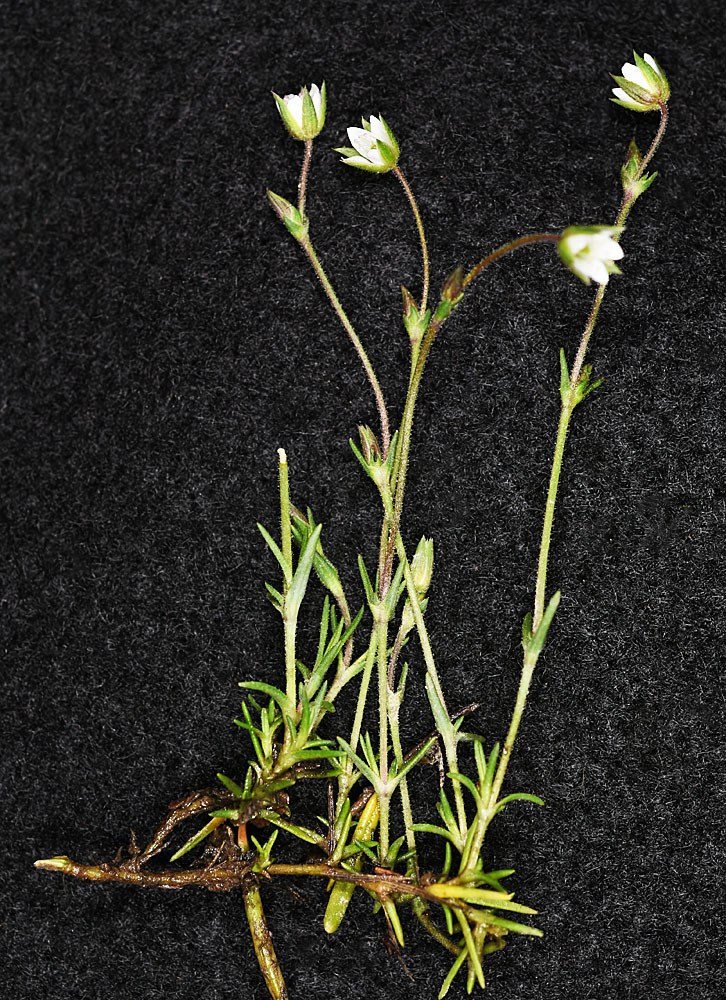 Flora of Eastern Washington Image: Sabulina nuttallii