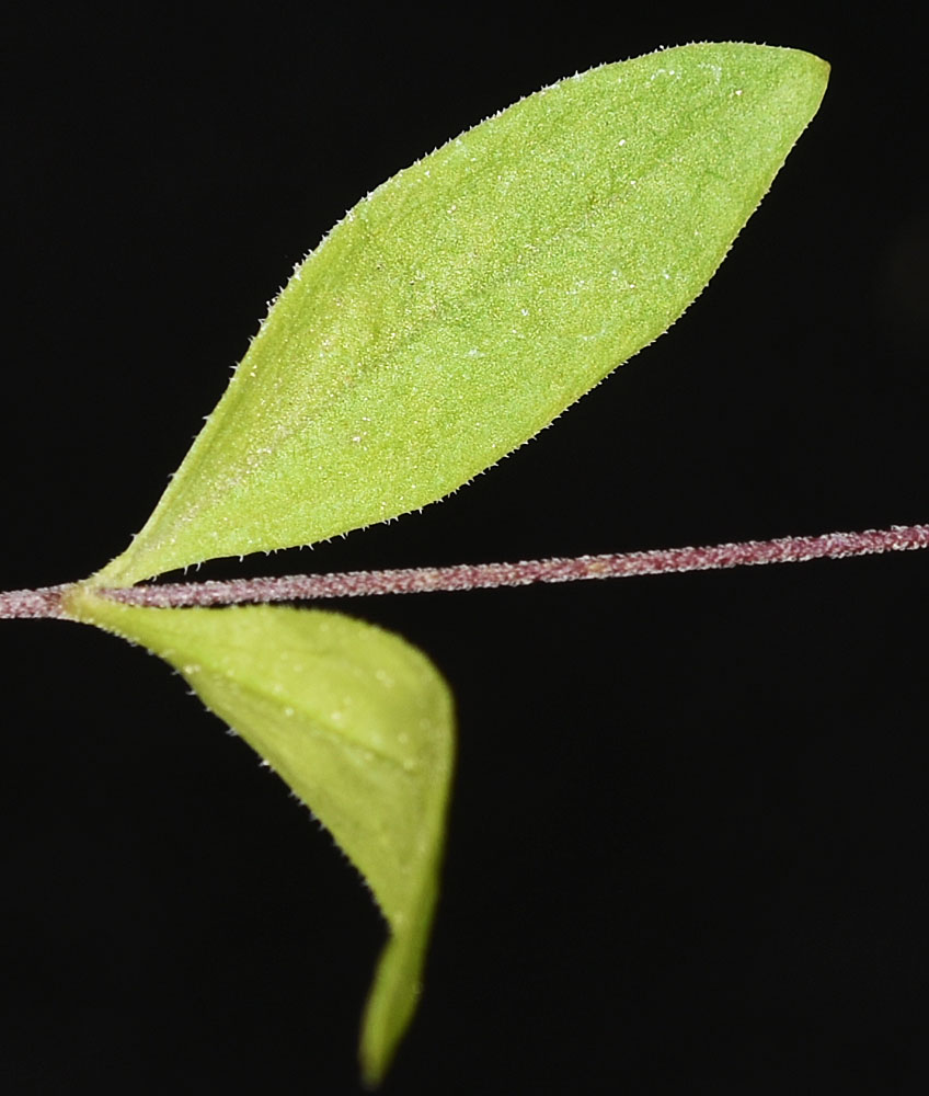 Flora of Eastern Washington Image: Moehringia lateriflora