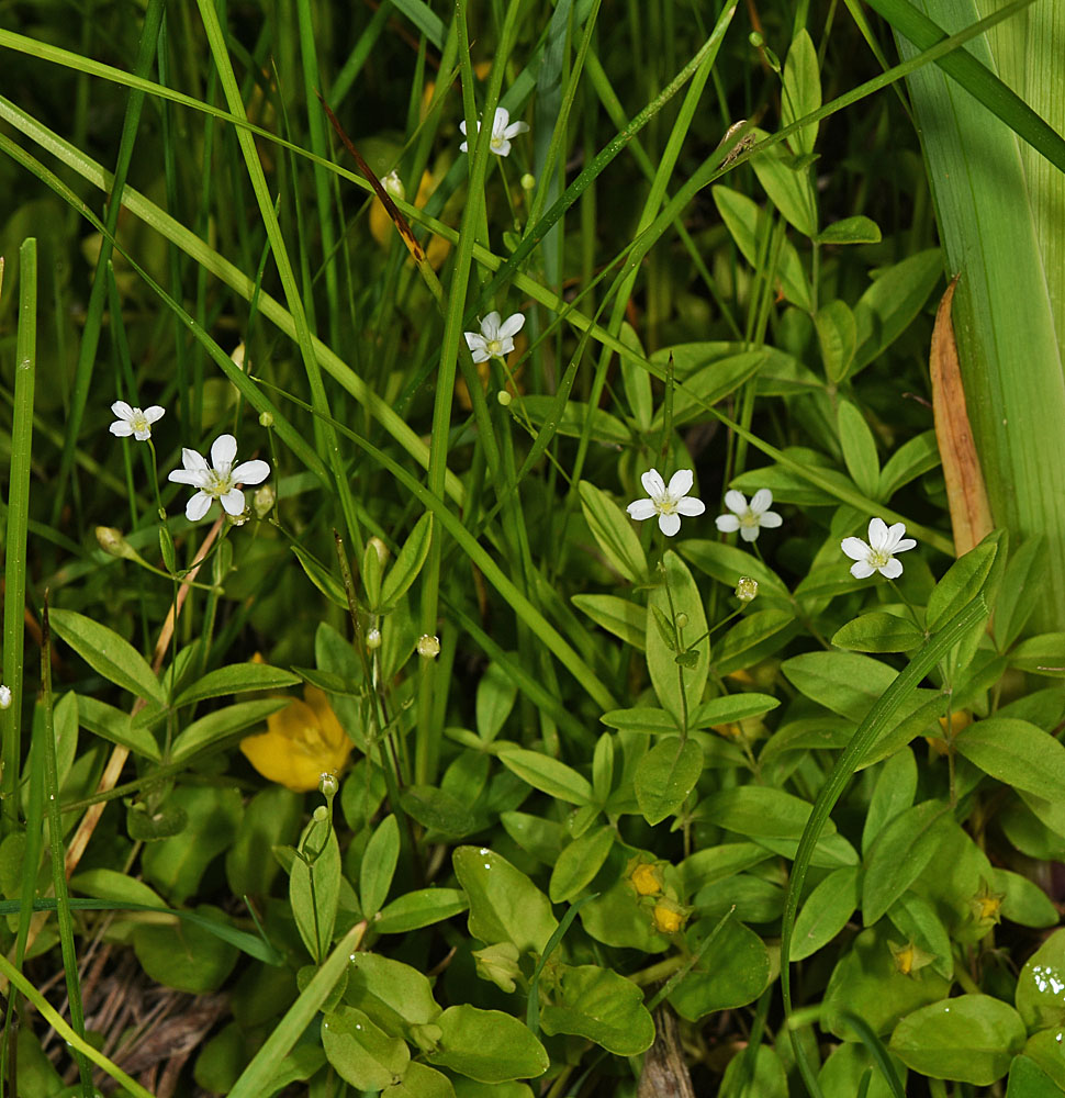 Flora of Eastern Washington Image: Moehringia lateriflora