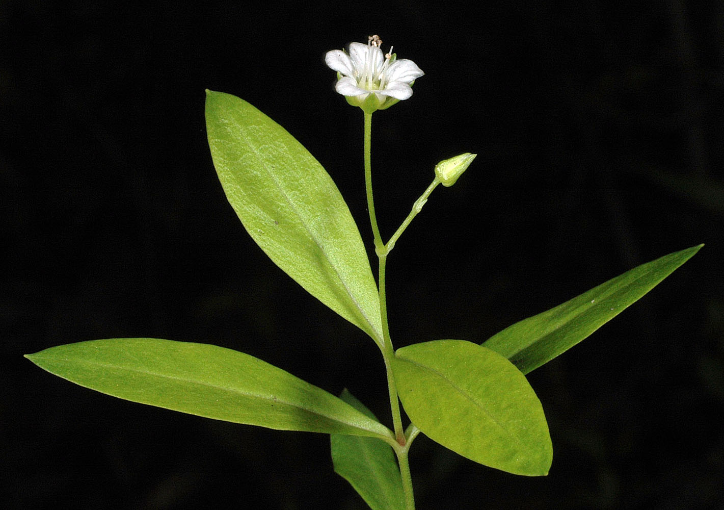Flora of Eastern Washington Image: Moehringia macrophylla