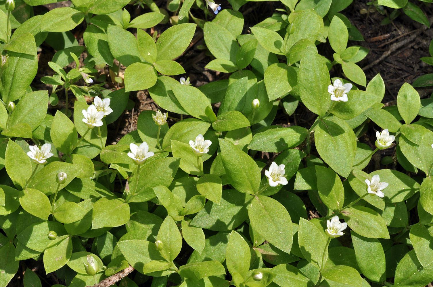 Flora of Eastern Washington Image: Moehringia macrophylla