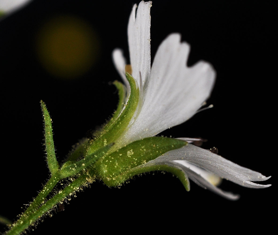 Flora of Eastern Washington Image: Pseudostellaria jamesiana