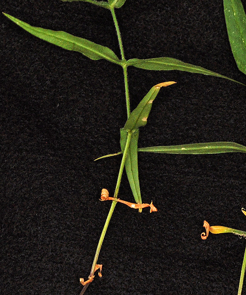 Flora of Eastern Washington Image: Pseudostellaria jamesiana