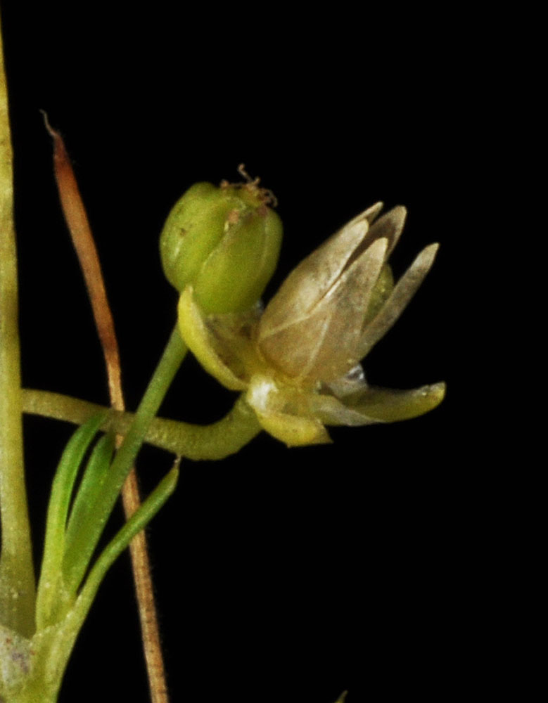 Flora of Eastern Washington Image: Sagina saginoides