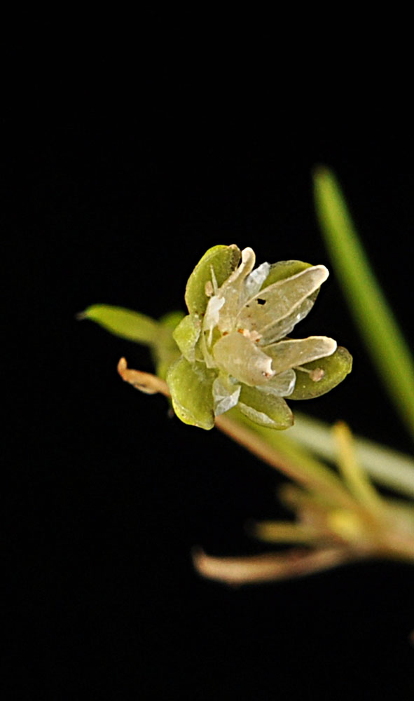 Flora of Eastern Washington Image: Sagina saginoides
