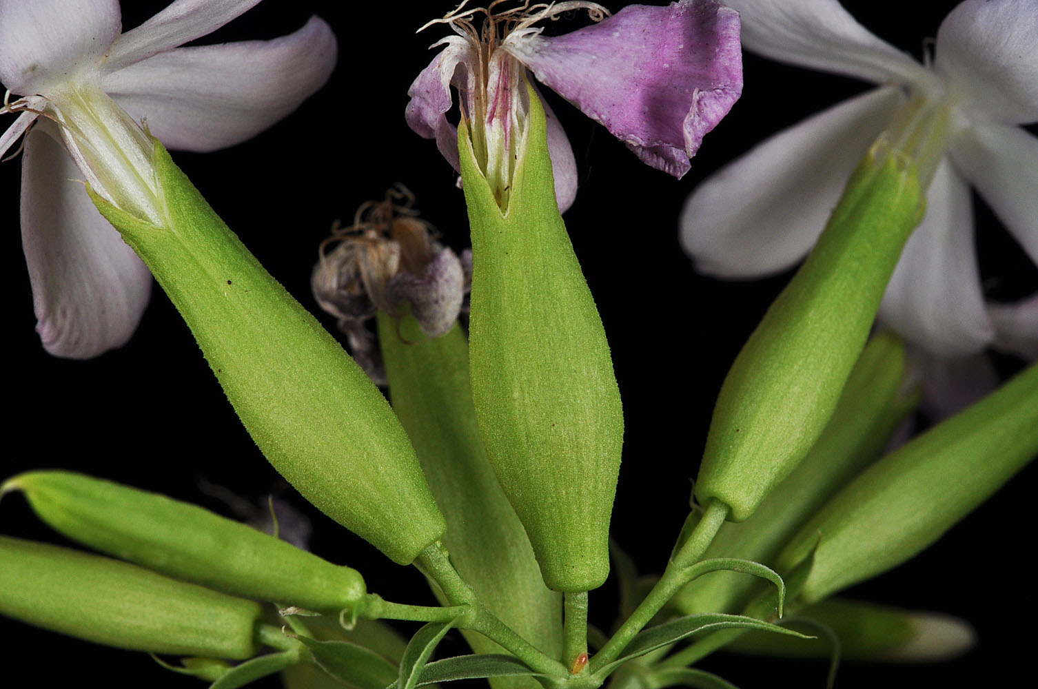 Flora of Eastern Washington Image: Saponaria officinalis