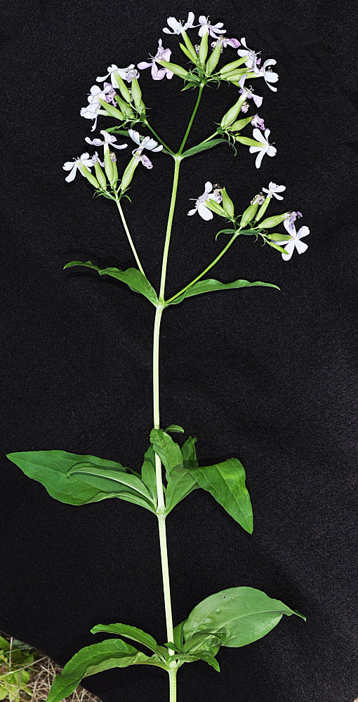Flora of Eastern Washington Image: Saponaria officinalis