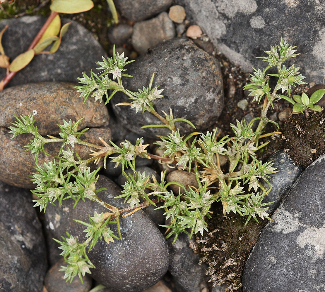 Flora of Eastern Washington Image: Scleranthus annuus