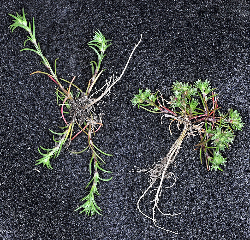 Flora of Eastern Washington Image: Scleranthus annuus