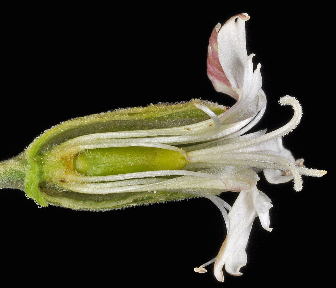 Flora of Eastern Washington Image: Silene douglasii