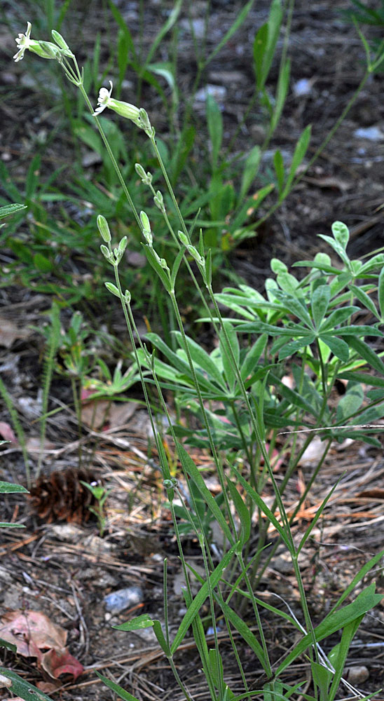 Flora of Eastern Washington Image: Silene douglasii