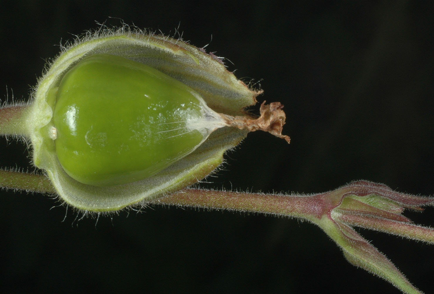Flora of Eastern Washington Image: Silene latifolia
