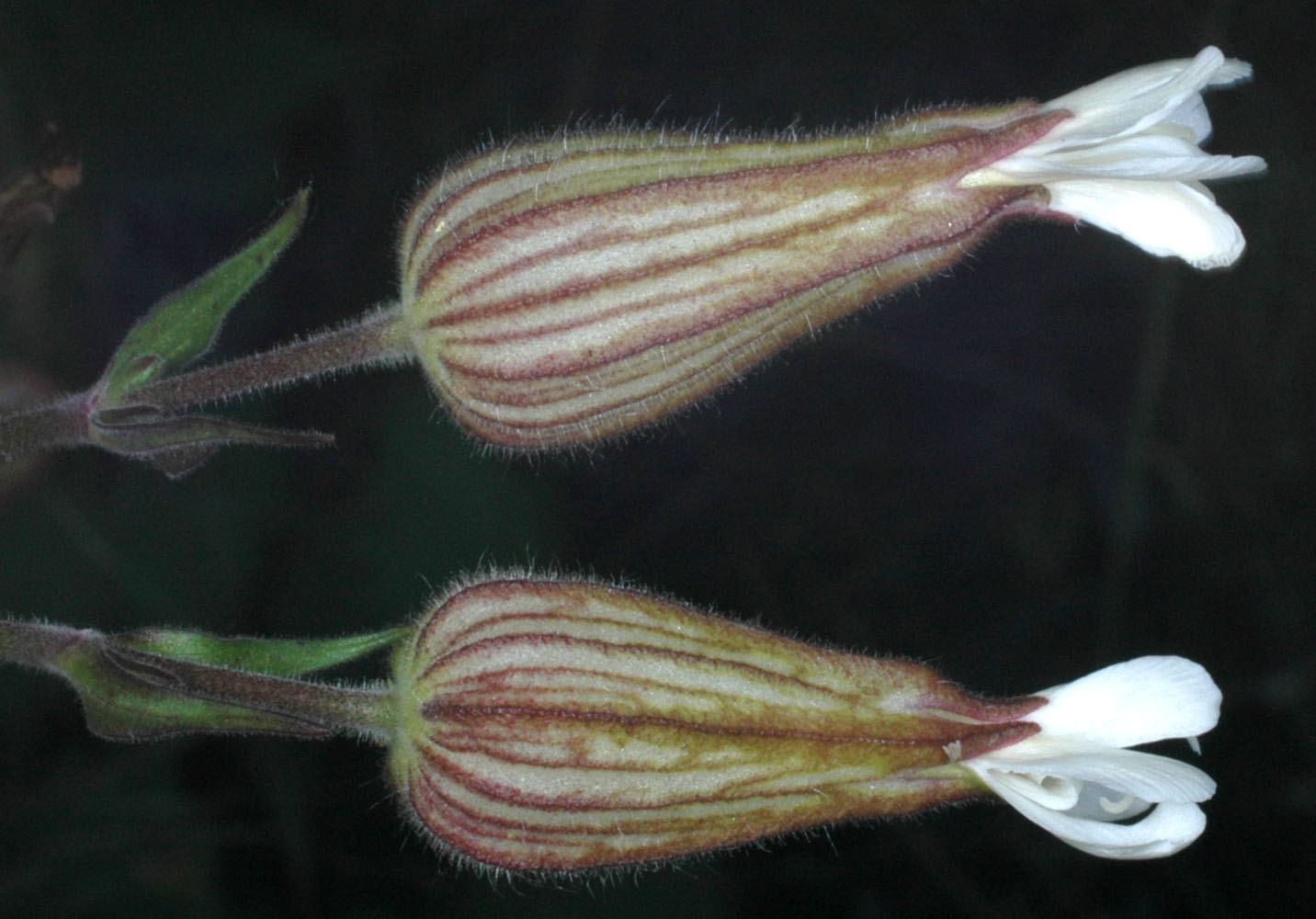 Flora of Eastern Washington Image: Silene latifolia