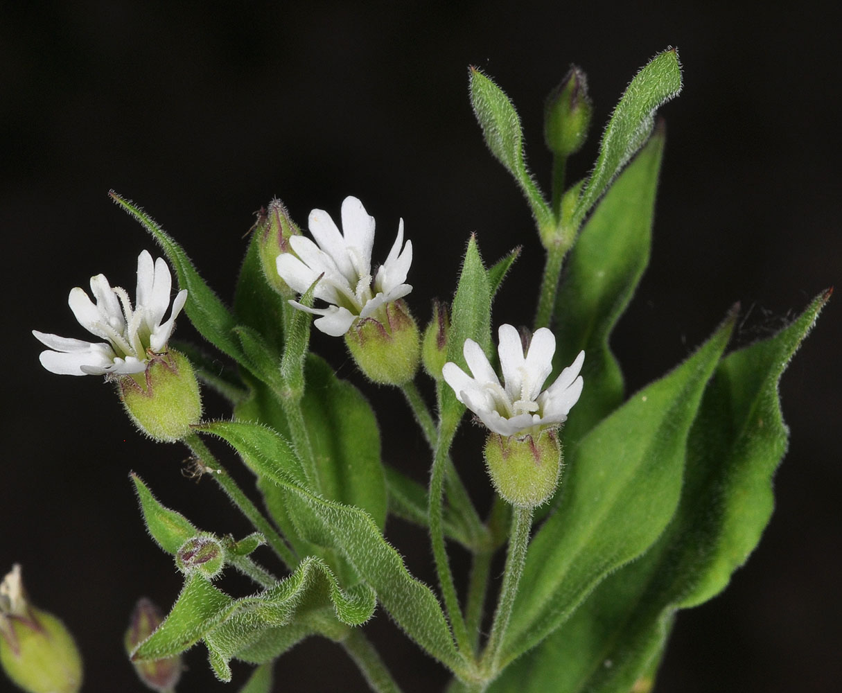 Flora of Eastern Washington Image: Silene menziesii