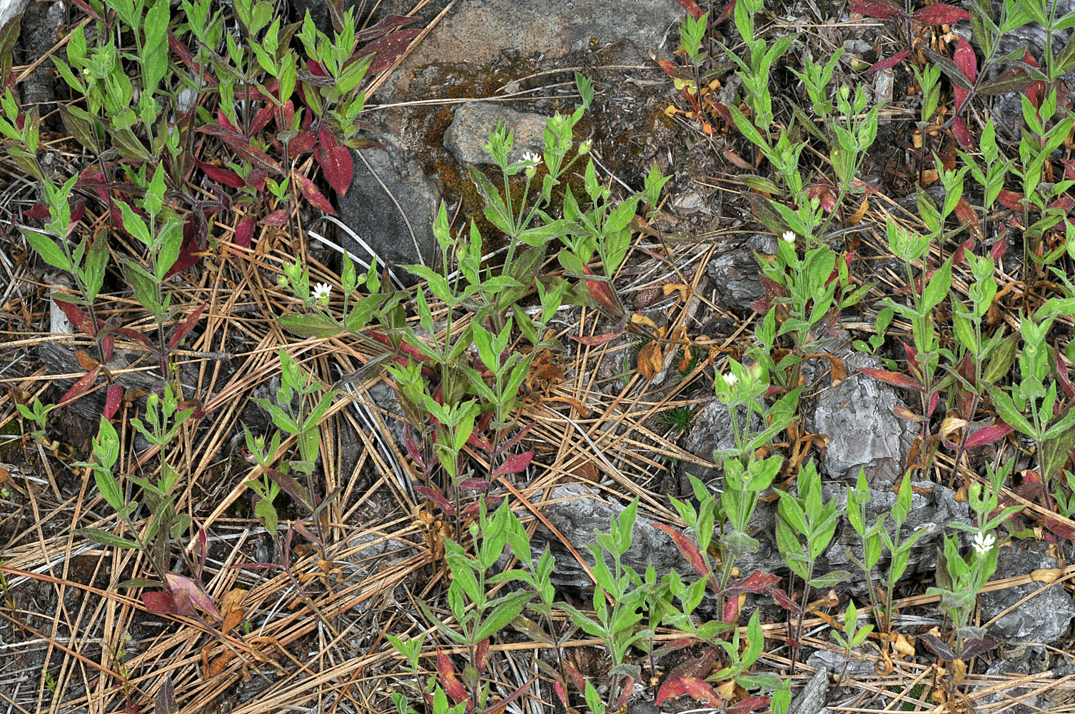 Flora of Eastern Washington Image: Silene menziesii