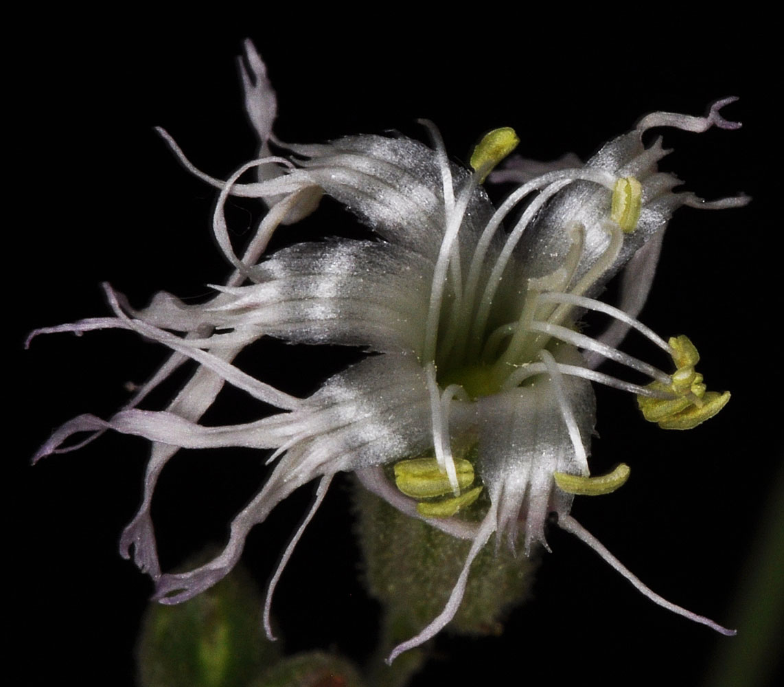 Flora of Eastern Washington Image: Silene oregana