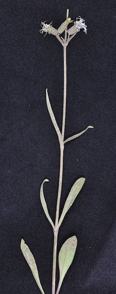 Flora of Eastern Washington Image: Silene oregana