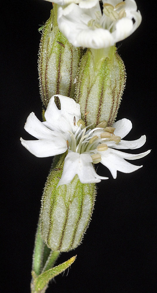 Flora of Eastern Washington Image: Silene parryi
