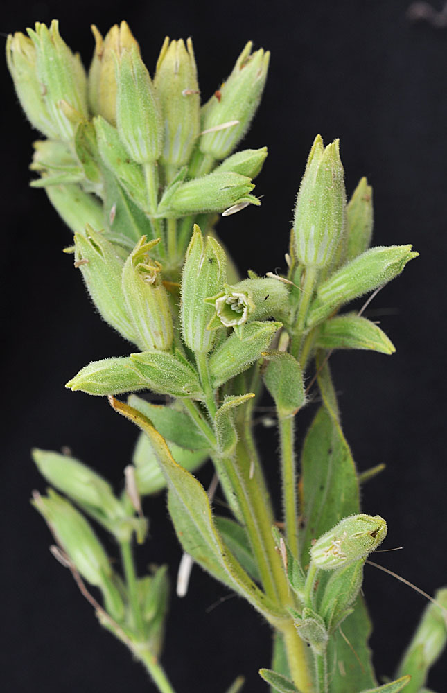 Flora of Eastern Washington Image: Silene spaldingii