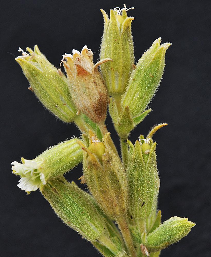 Flora of Eastern Washington Image: Silene spaldingii