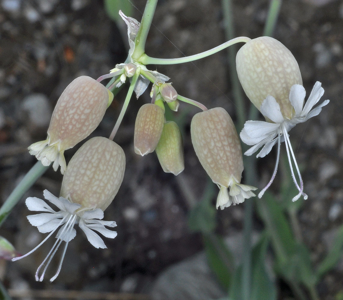 Flora of Eastern Washington Image: Silene vulgaris