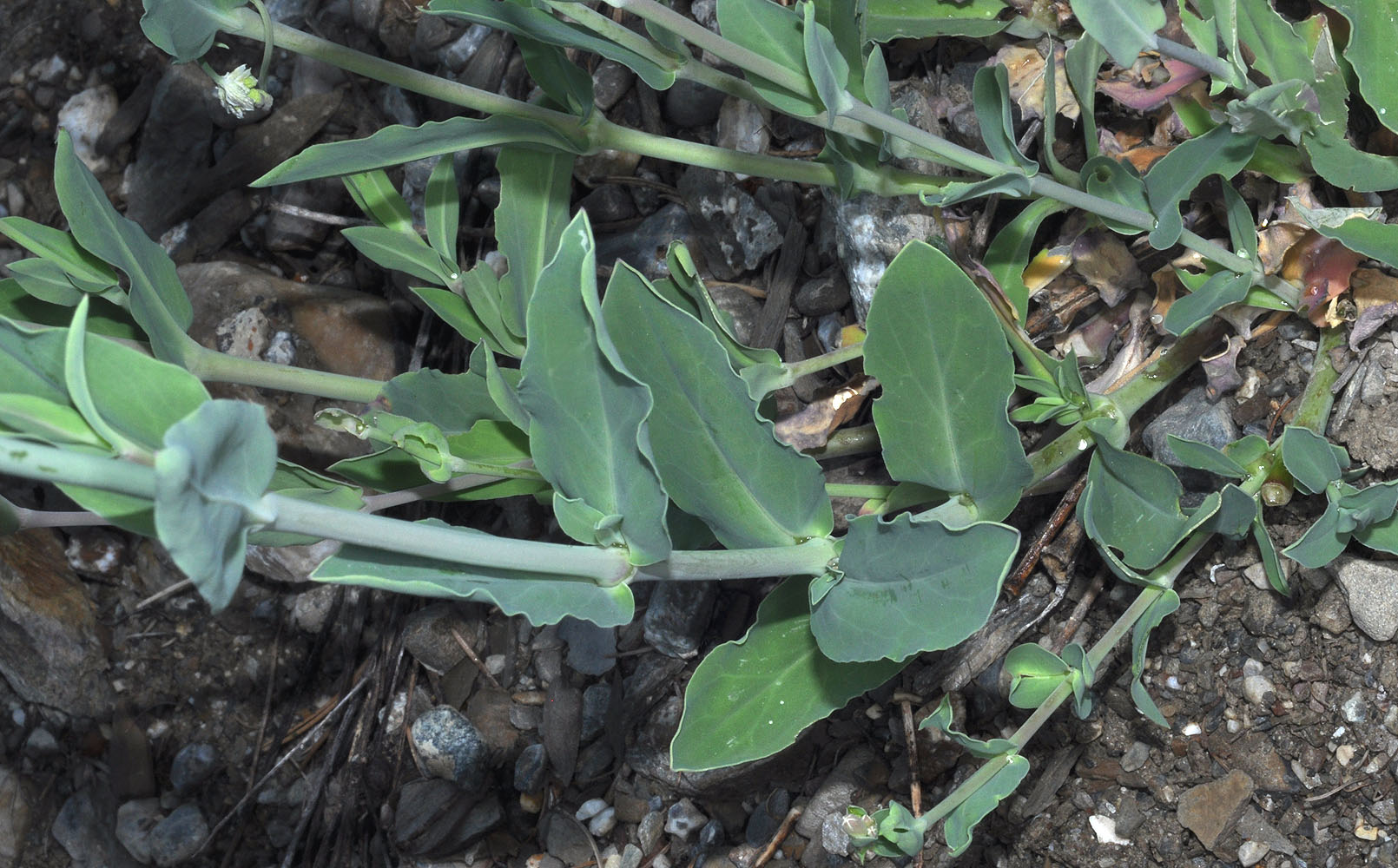 Flora of Eastern Washington Image: Silene vulgaris