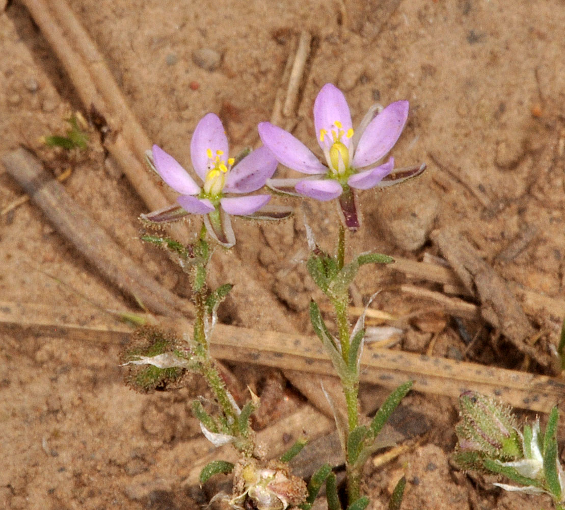 Flora of Eastern Washington Image: Spergularia rubra