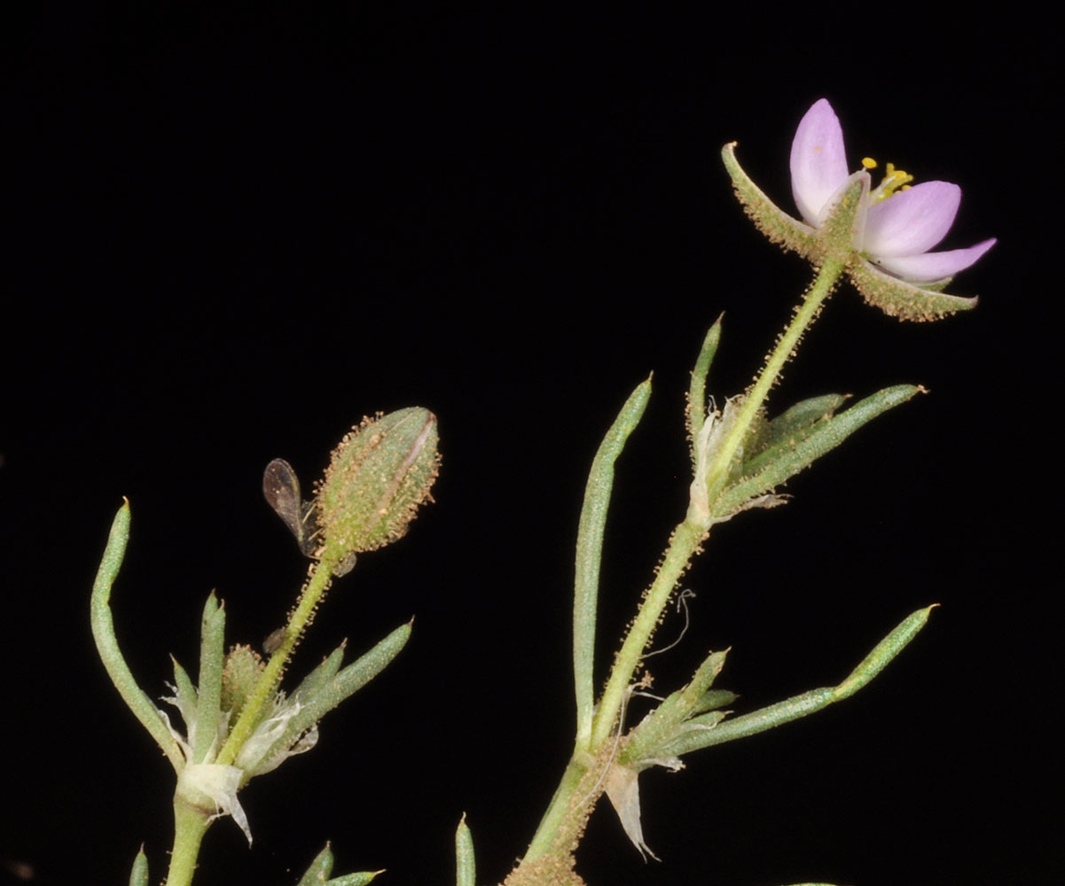 Flora of Eastern Washington Image: Spergularia rubra