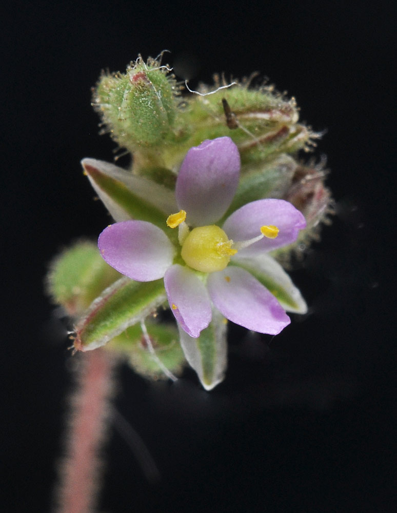 Flora of Eastern Washington Image: Spergularia salina